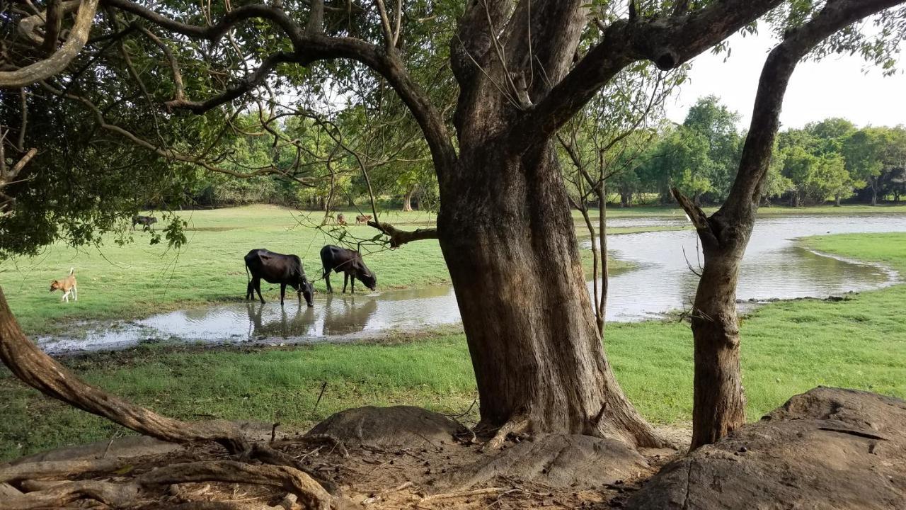 Sigiri Holiday Villa Sigiriya Eksteriør billede