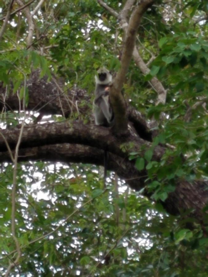 Sigiri Holiday Villa Sigiriya Eksteriør billede